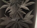 Aufbewahrung Cannabis Dolden Motiv Glas graviert | Personalisiert | Cannabisblüten | Grow Weed Seed | Unkraut Aufbewahrung – Bild 6